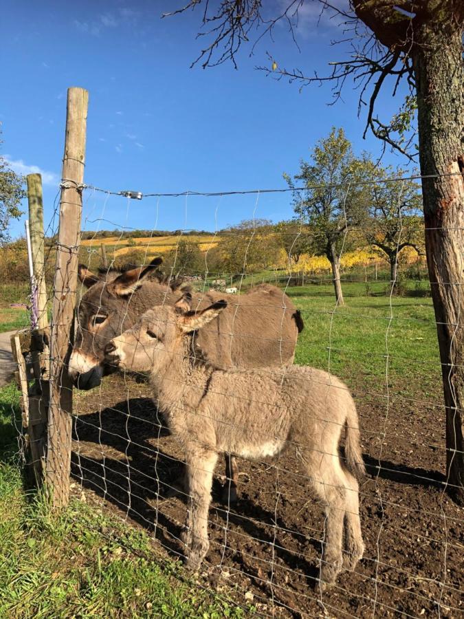 Chez Le Vigneron Daire Westhalten Dış mekan fotoğraf